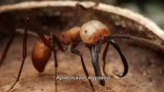 Топ 6 самых опасных насекомых и пауков  в мире