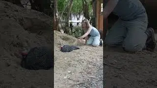 Спа цесарки