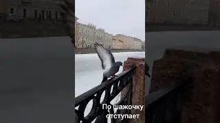 Брачные танцы голубей 