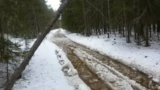 МТЗ-82..В лесу...