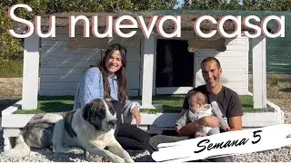 The Mastiffs' New Home + Zzheels Shoes Giveaway