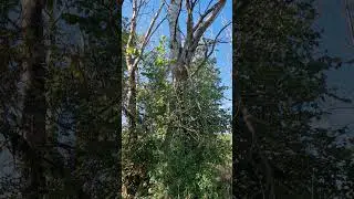 Утро на Полтавщине на исходе лета, щебетанье птиц, тишина природы, 16.08.24