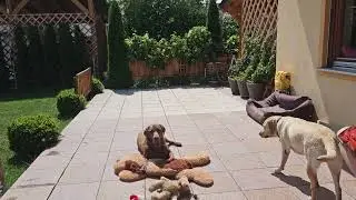 Spielen Lüstig Neue Spielzeug