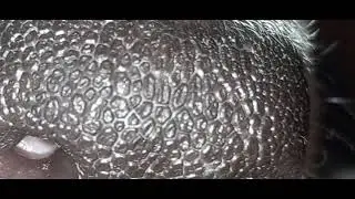 Нос собаки к близи.