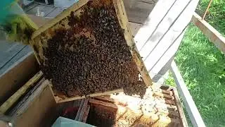 прошлогодний одно рамочный отводок - финал))