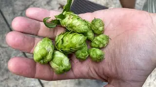 BBR: Wet Hopped Cream Ale Brewday