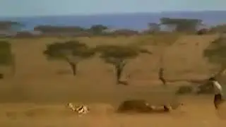 Защитник животных