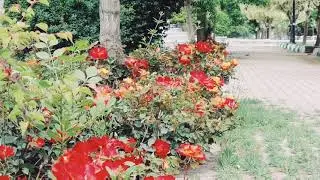 Nature in morning