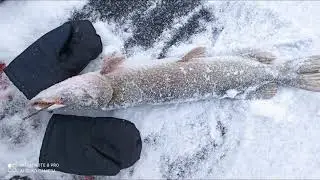 Щука на живца по первому льду.