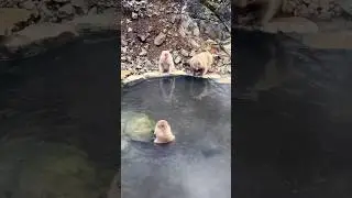 Ce que j’ai vu au Japon (partie 1)