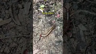 AKAN MENGGIGIT SAAT TERJEPIT
