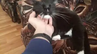 Самый добрый кот в мире