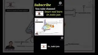 Nasal Septum Anatomy #anatomy #shorts  #nasalseptum