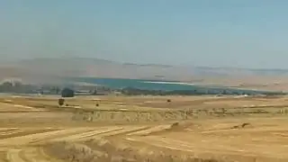 ALTIN SARISI TARLALAR