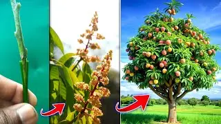 Grafting Mango plant | Graft 12 month mango plant flowering