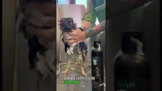 🐶 MEJOR CHAMPÚ PARA CACHORROS 💦