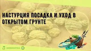 Настурция посадка и уход в открытом грунте