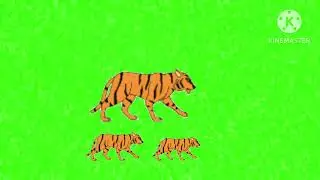 Tigers 🐅🐅🐅 walking green screen#copyrightfree green screen animal walking
