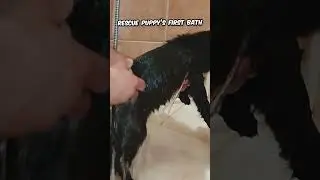 Rescued Puppy's First Bath Time 😍 