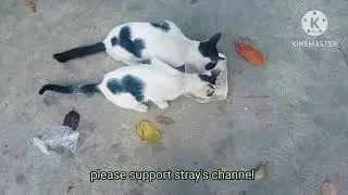 FEEDING STRAY ANIMALS #810