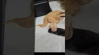 Feeding our Baby Albino and Het Albino Gaboon Vipers.
