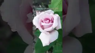 Эд Изместьев"Такая,как дождь"/розы-малышки мои❤(посадка апрель'24г)/остальным розам второй год🥰