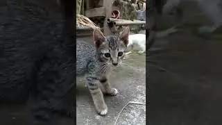 anak kucing hutan meong pada ketakutan melihat camera