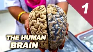 The Human Brain: How Does It Work? // Episode 01