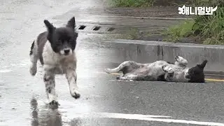점순이는 유명한 가출견임 (근데 이제 스스로를 잡도리하는..)ㅣJumsoon’s famous dog who ran away