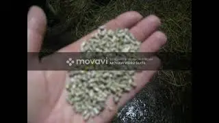 Отёл четвёртый,Рябина.