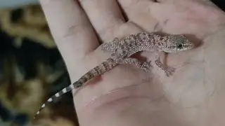 Геккон забежал в мой дом