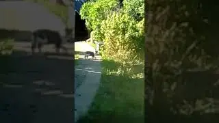СМЕШНЫЕ ЖИВОТНЫЕ!!!