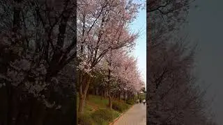Цветение вишни в Корее