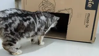 Playful kittens have a new playhouse #cat #kucing #kitten #cute