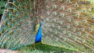 Amazing peacock sounds withot music, Nice Mor peafowl birds voice/sounds/calls, #peacock #Mor #Birds