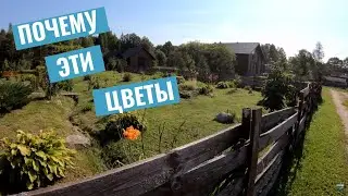 Цветы на даче. За что я так люблю розы? Какие цветы не требуют ухода