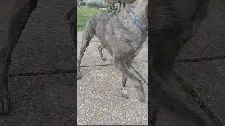 A Catwalk With My Dog