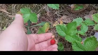 Ягодка- малинка, такая вот картинка О🌺оо🌺О🌸🌸🌺