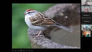 Adam Kent - Identifying Winter Sparrows