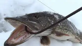 Щуки и налимы