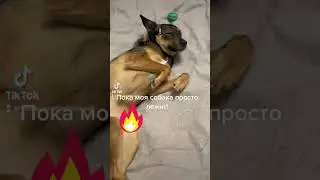 Пока моя собака просто лежит! 