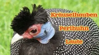 Kräuselhauben Perlhuhn Laute #tierlaute #vogelgeräusche #lovenature