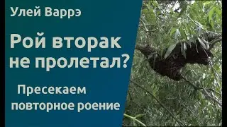 Народный улей Варрэ. Рой вторак не пролетал? Пресекаем повторное роение