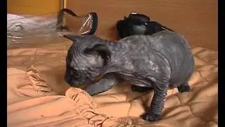sphinx-cats.com_2007_04.avi