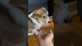 Corgi Does Not Like Bobby-Pins