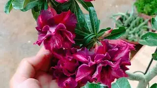 ROSA DO DESERTO YUO JOÃO+ MUITA CHUVA 🌧️🌧️ POR AQUI 🥰😍🥳