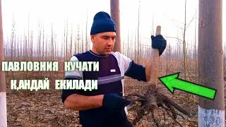 #павлония_Кучатлар_кандай_екилади