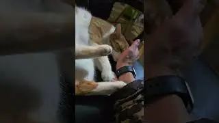He can be a good boy (sometimes).. #cats #catsofyoutube #cat #catvideos