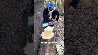An ordinary tree stump became golden😱💰🪵