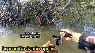 Sensasinya bikin nagih..!! Mancing ikan di bawah akar pohon sarang predator